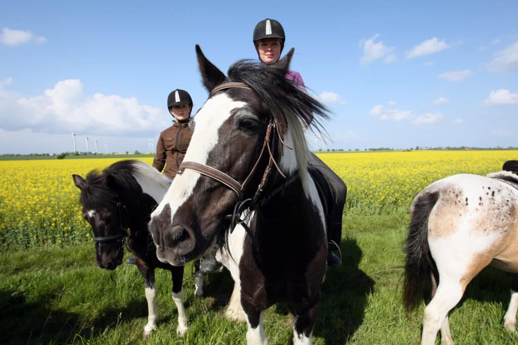 Reiten auf Fehmarn - ein Tipp vom Ferienhaus Strandzauber